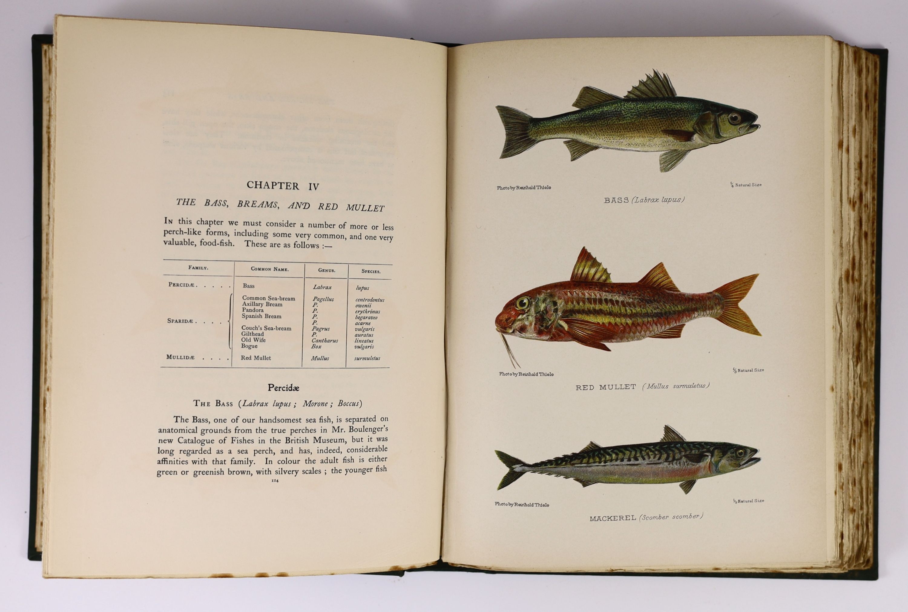 Maxwell, Herbert Eustace, Sir - British Fresh-Water Fish, 4to, original green cloth, with 12 coloured plates, foxed throughout, Hutchison & Co., London, 1904 and Aflalo, F.G. - British Salt-Water Fishes, 4to, original gr